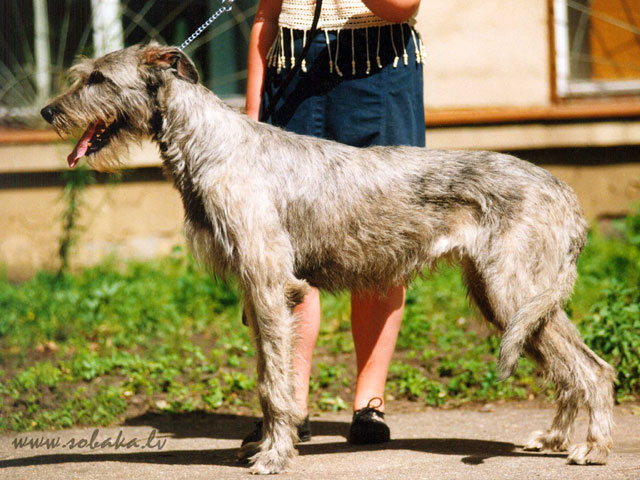 Irish wolfhound Vejgari Caress