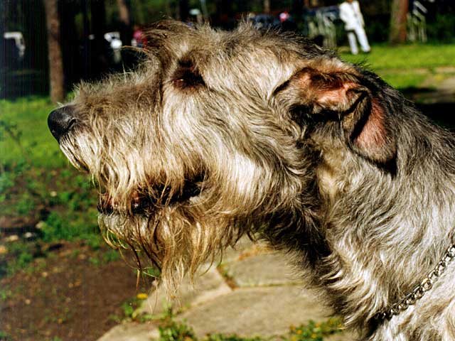 Irish wolfhound Vejgari Arguss